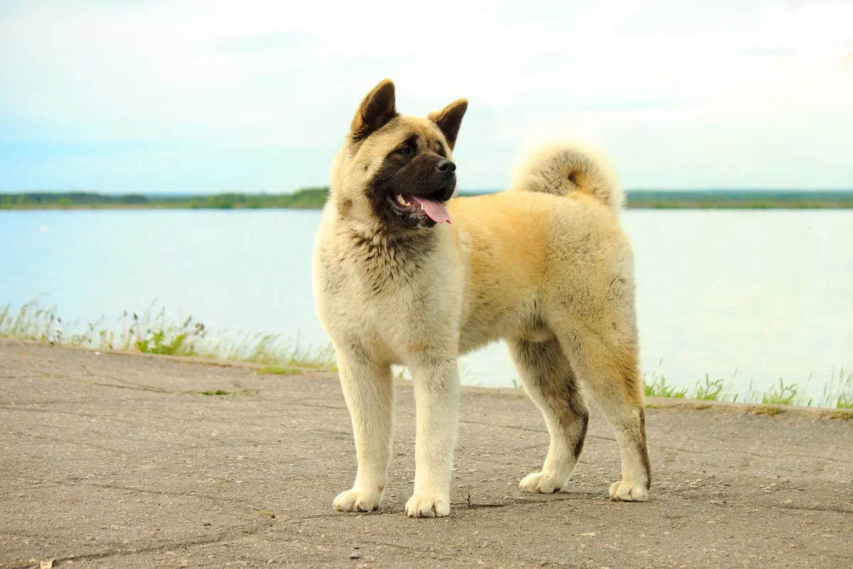 10 Akita 2016 07 06 Most Dangerous Dogs