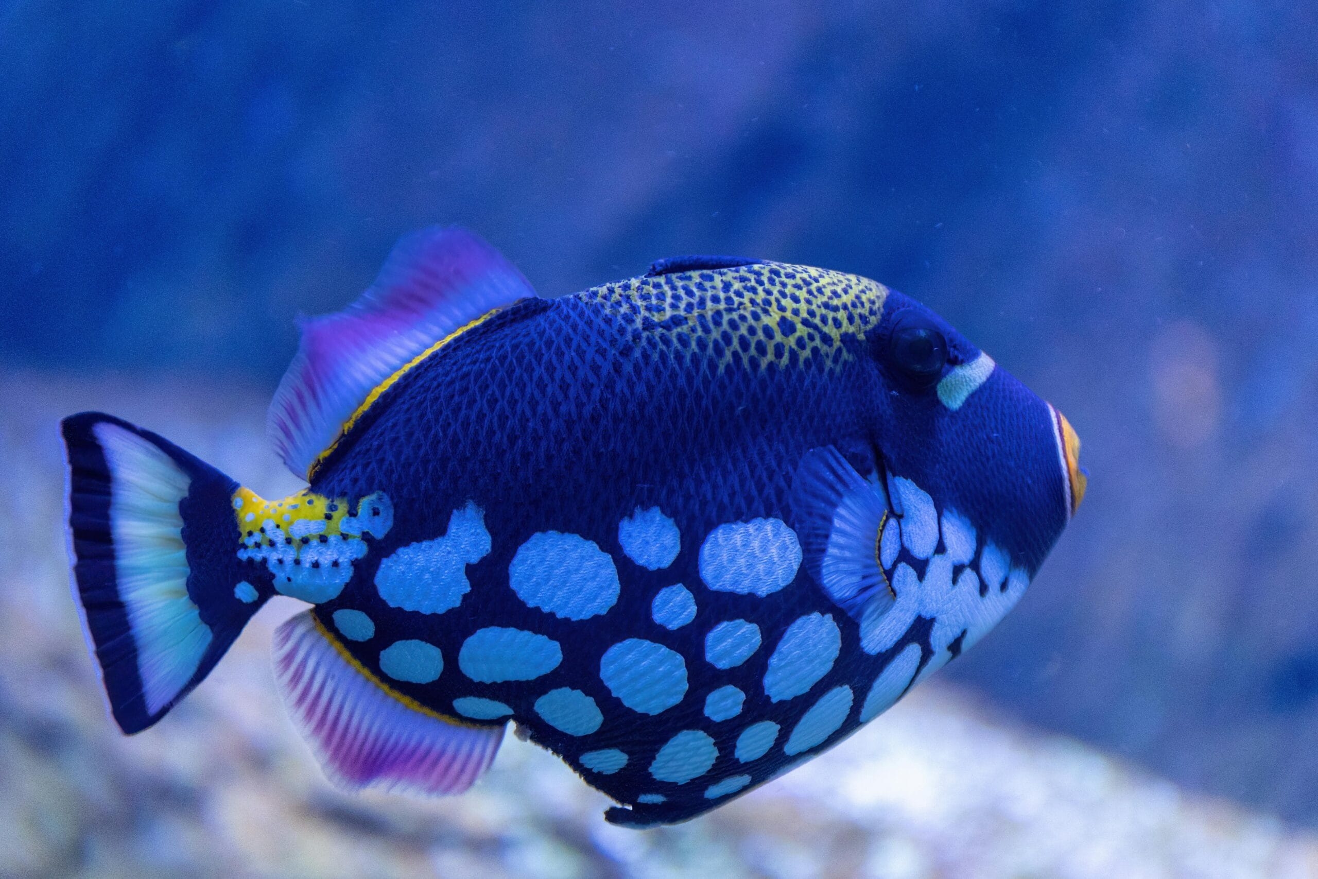 10 Colorful Reef Fish For Marine Aquarium