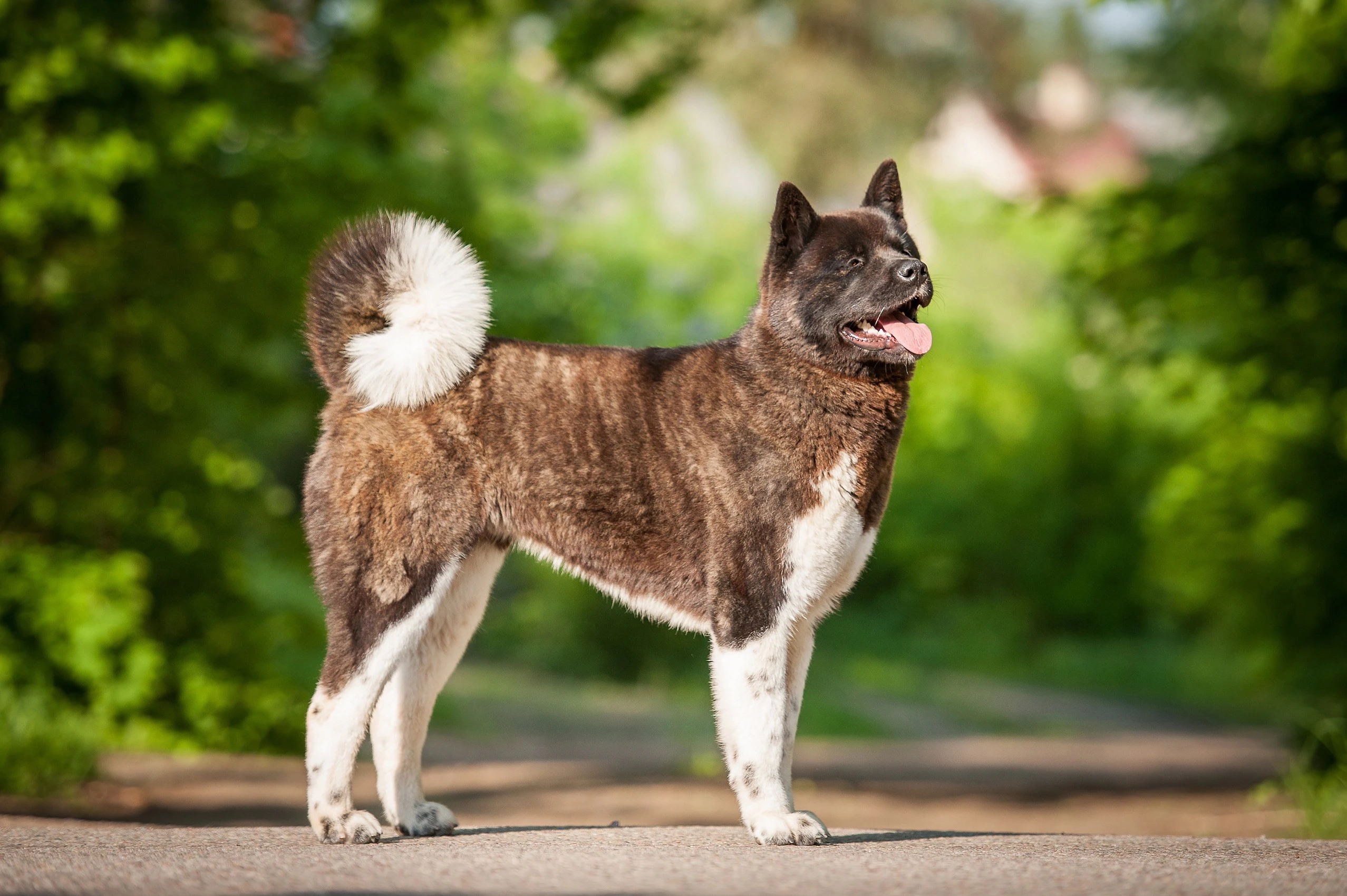 10 Japanese Dog Breeds You Might Not Know PetMD