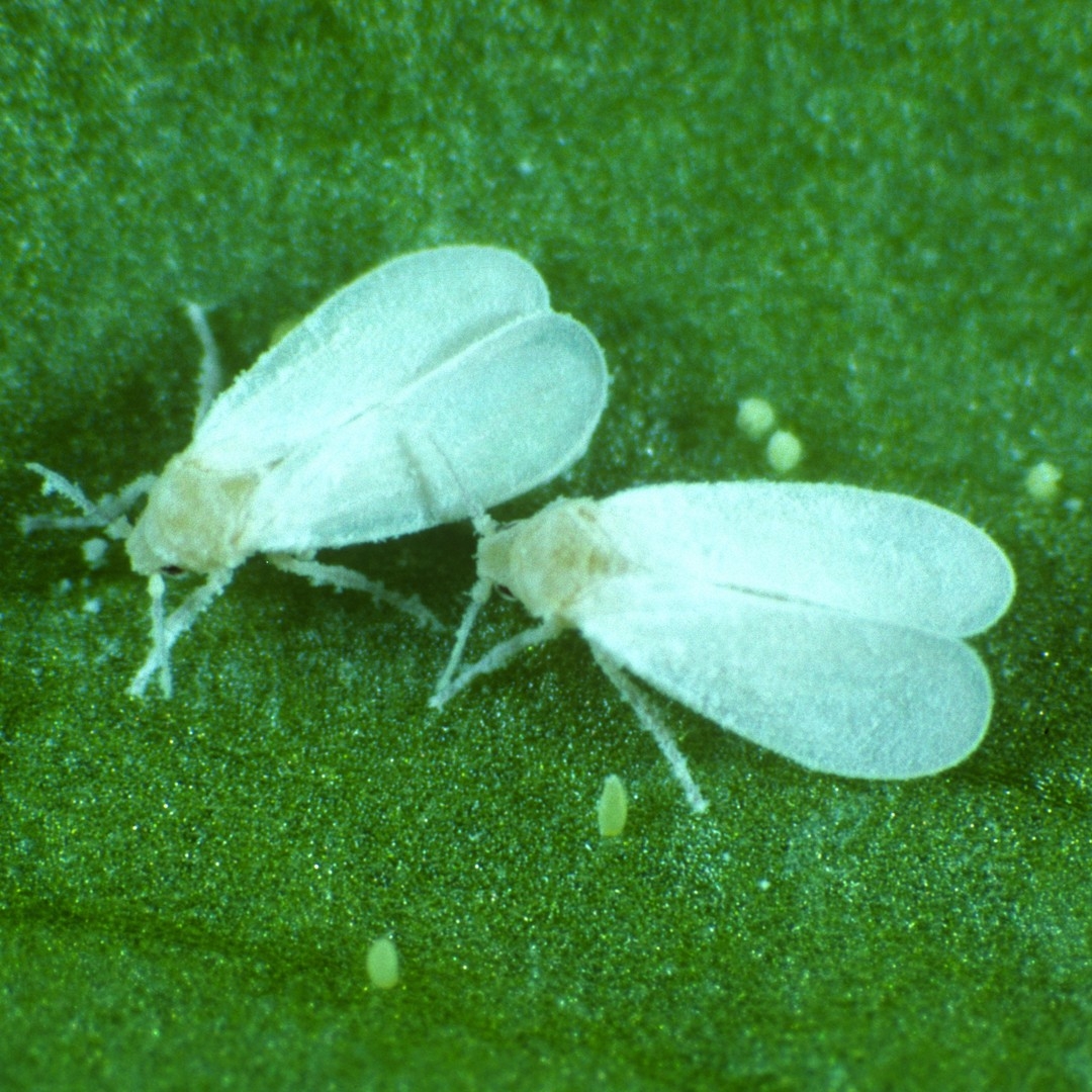 A Pesky Insect Took An Evolutionary Shortcut The Atlantic