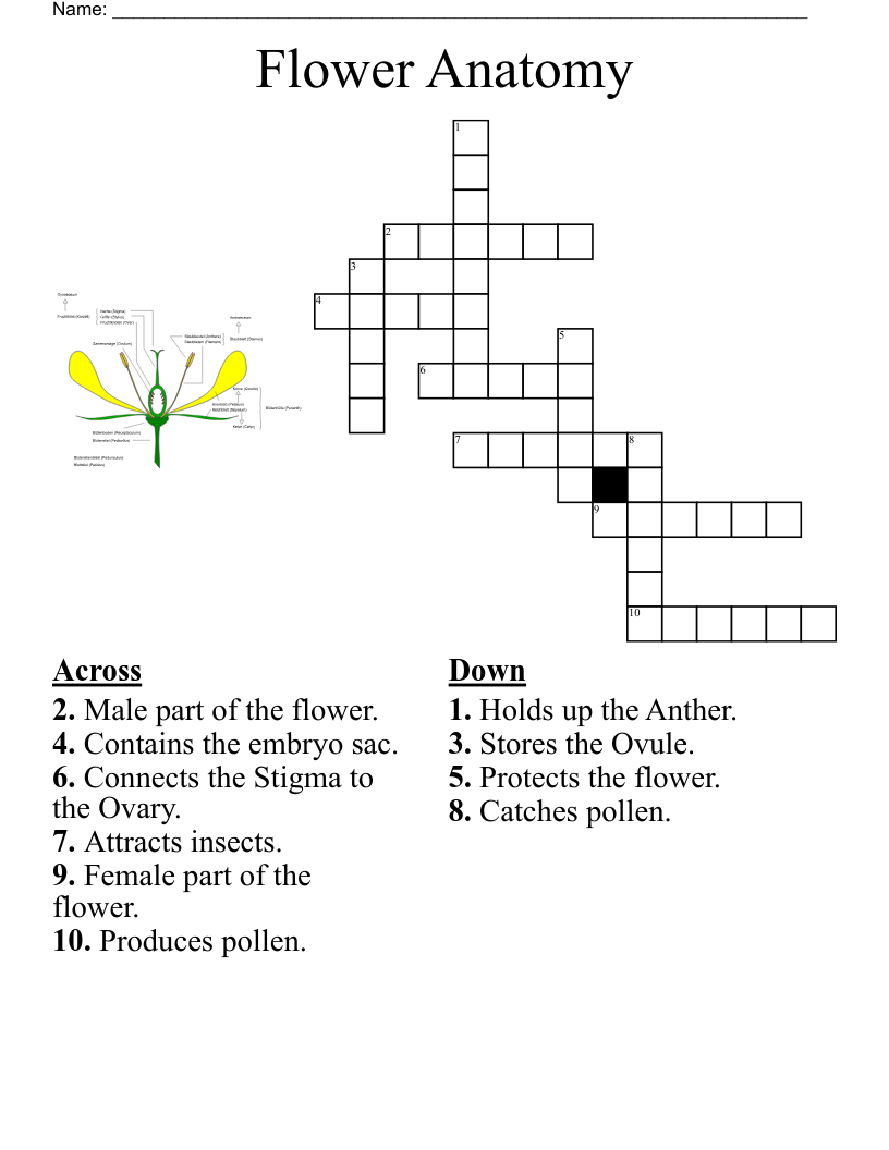 Animaux D eau Douce Crossword WordMint