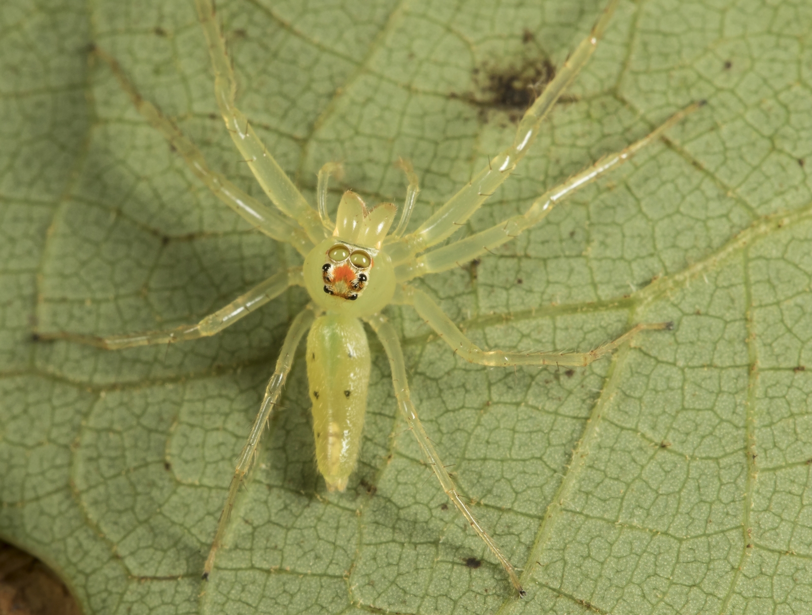 Baby Spiders Roads End Naturalist