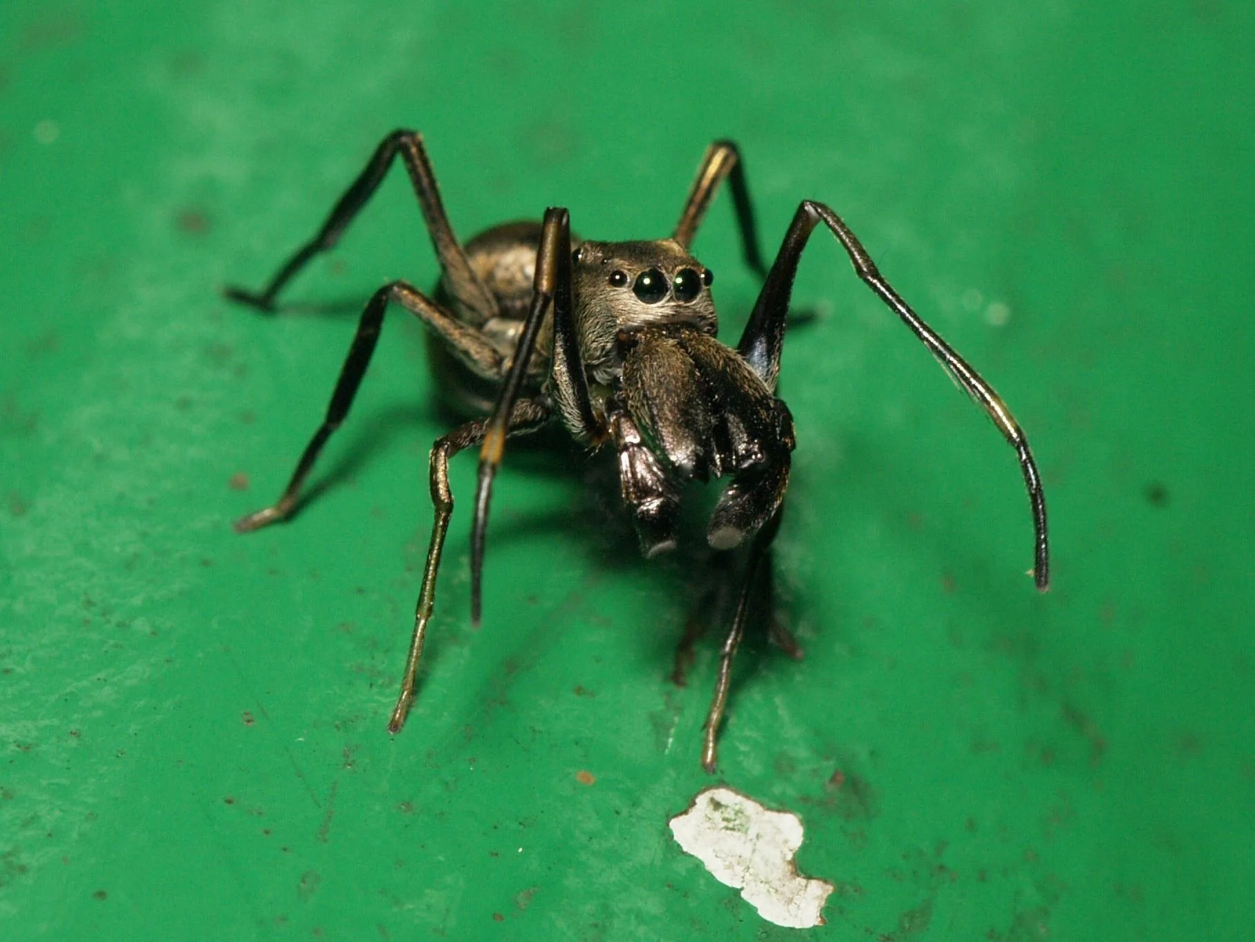 Baby Spiders Suckle spider Milk From Their Mothers Until They Leave The Nest Study Finds The Independent The Independent