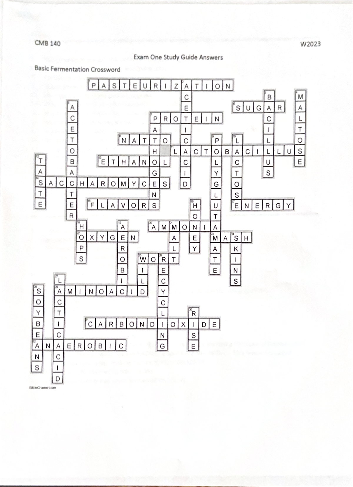 Basic Fermentation Crossword Puzzle Answers Clues Studocu