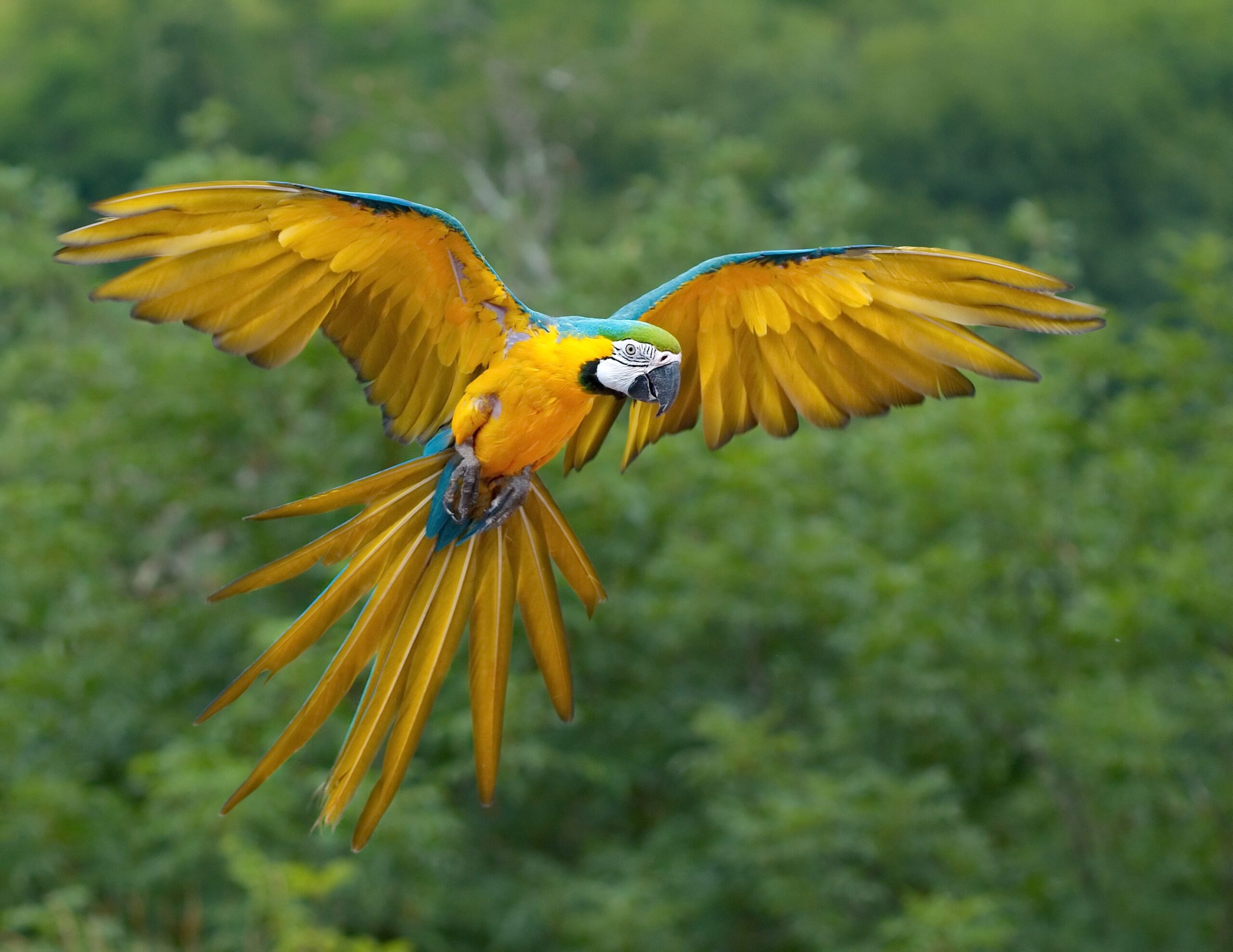 Blue and yellow Macaw Wikipedia Blue and yellow Macaw Wikipedia