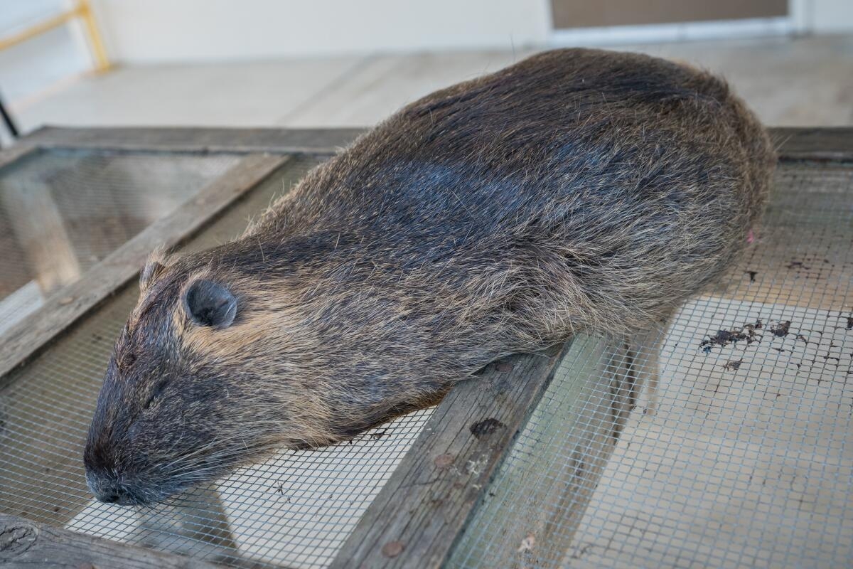 California Ramps Up Efforts To Combat Invasive Swamp Rodents Los Angeles Times