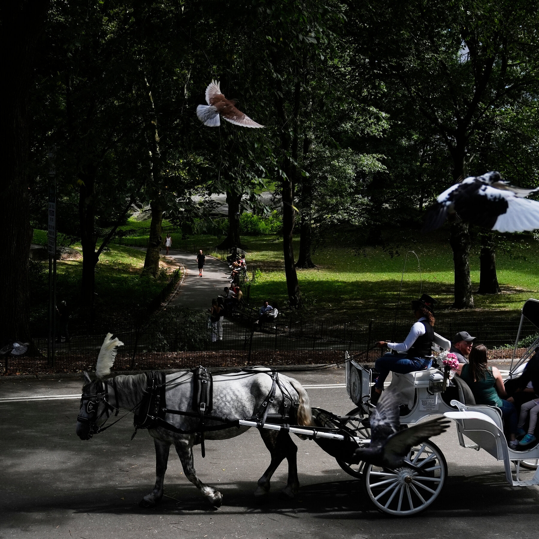 Carriage Horse Dies In Central Park After Medical Episode Police Say The New York Times