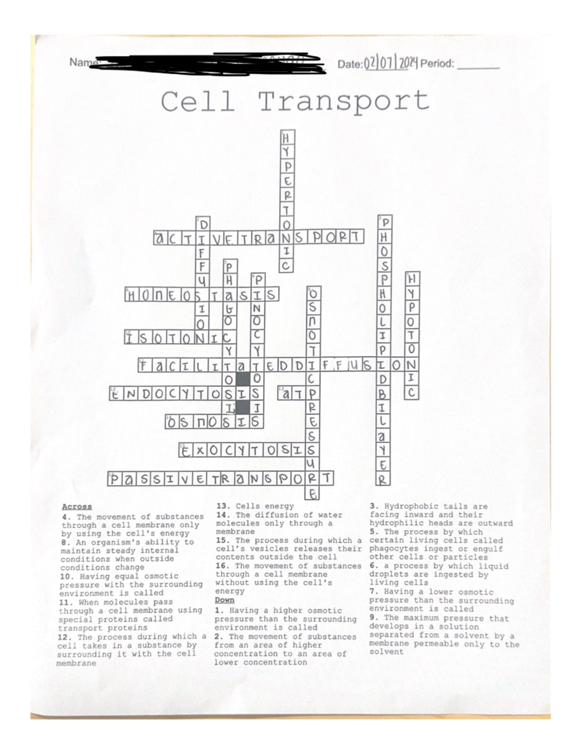 Cell Transport Crossword Puzzle Key Concepts Definitions Studocu