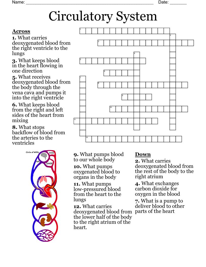 Circulatory System Crossword WordMint