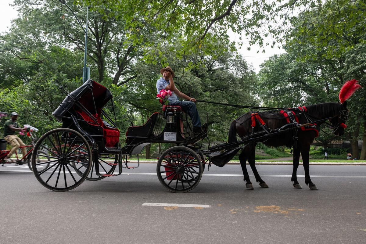 City Council Votes To Ban Horse drawn Carriages In Philadelphia Entertainment Thederrick