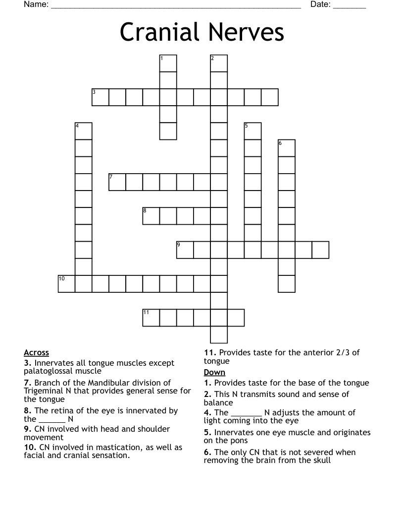 Cranial Nerves Crossword WordMint