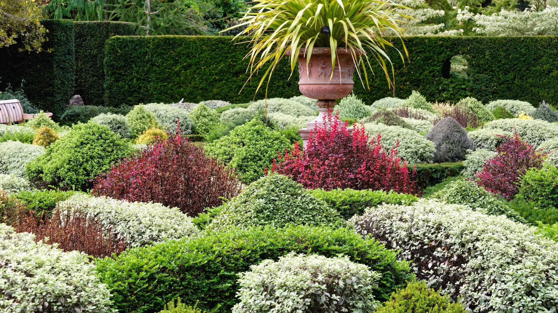 Ditch The Box Hedge And Plant These Caterpillar free Alternatives