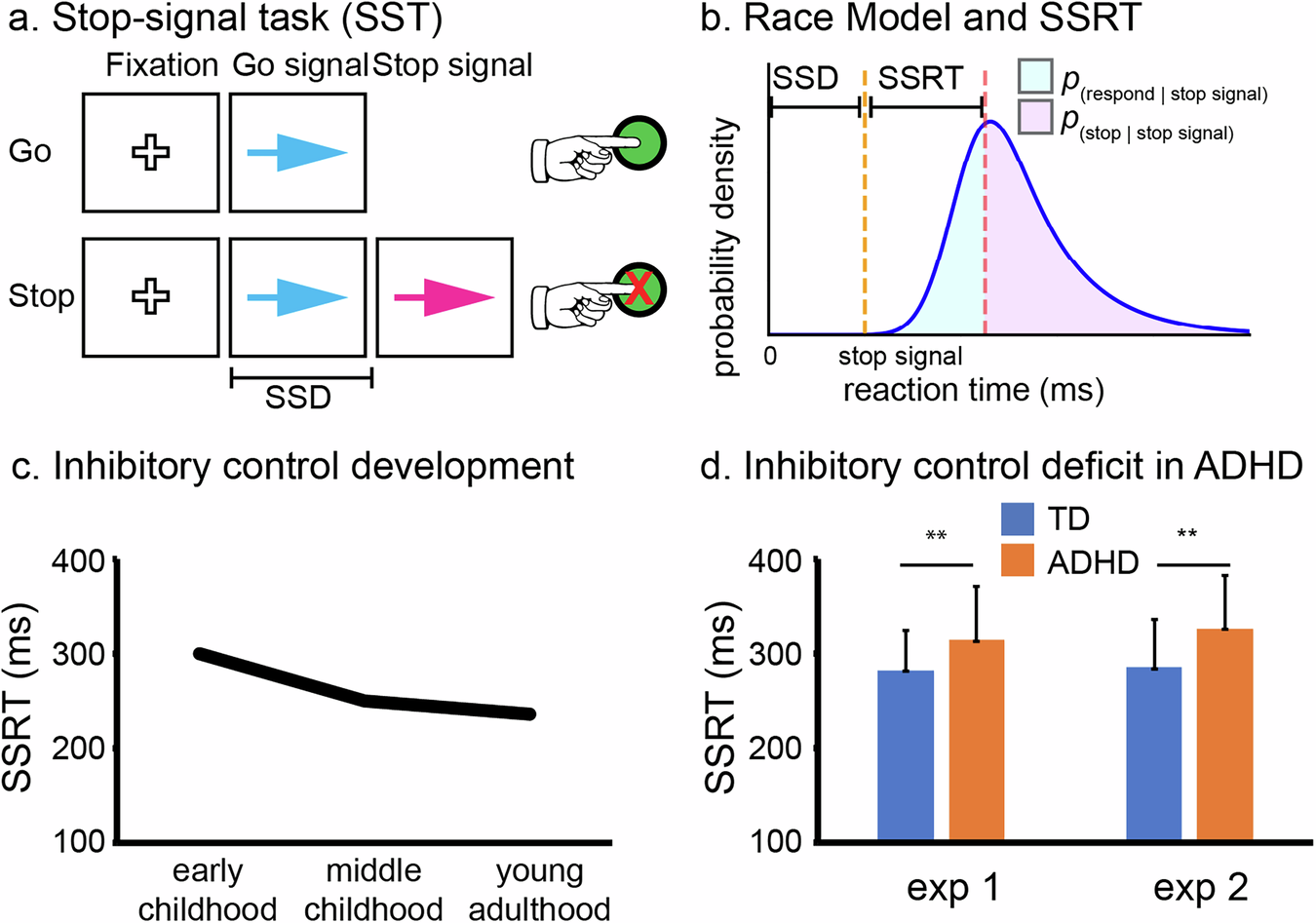 Dynamic Modeling In Neurocognitive Frameworks Of Childhood ADHD A Review Of Inhibitory Control And Reward Systems Translational Psychiatry