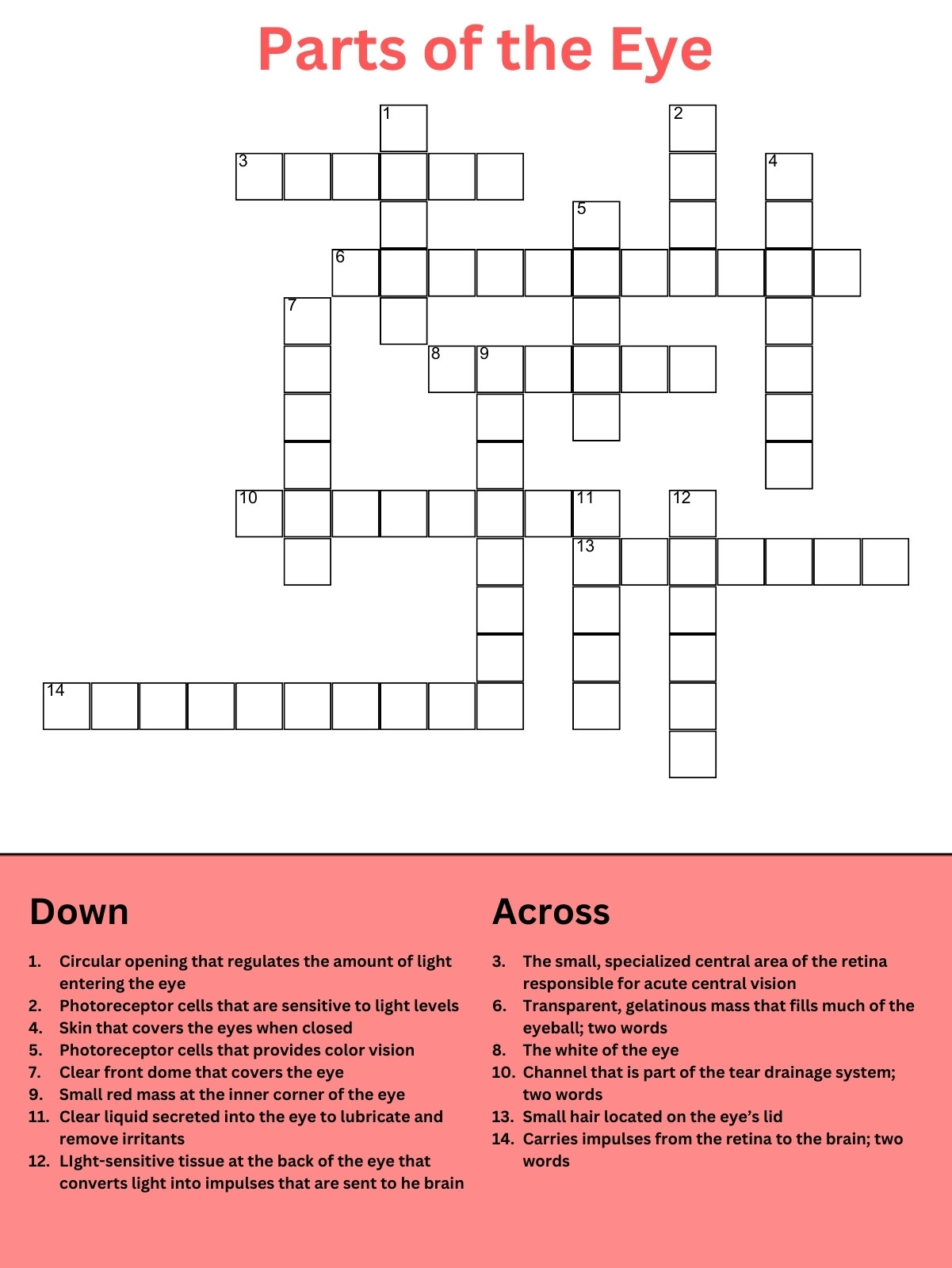 Eye Anatomy Crossword Puzzle Eye Doctor Optometrist Butler Grove City PA