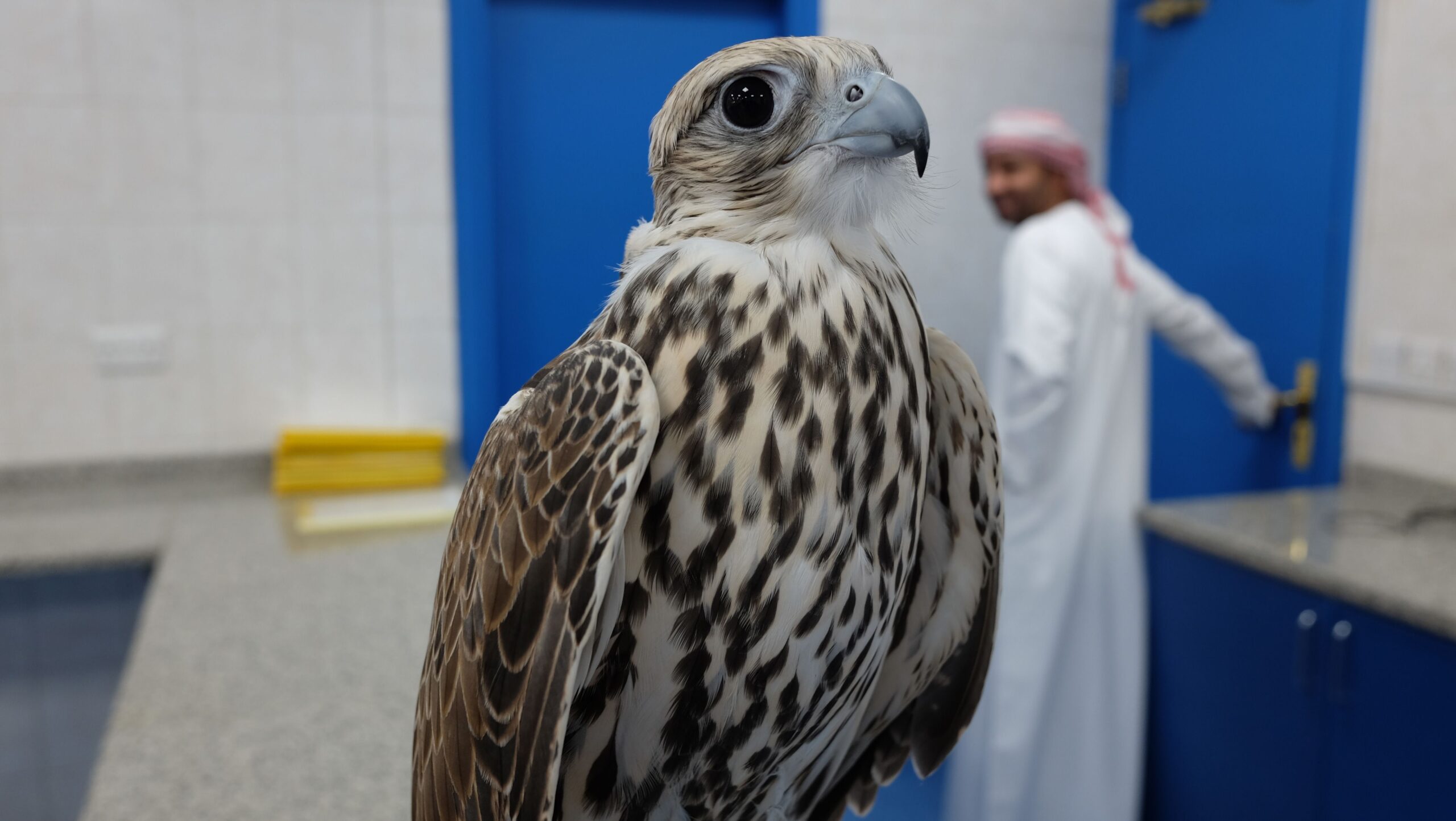 Falcons On A Plane First Class Treatment For Birds Of Prey CNN