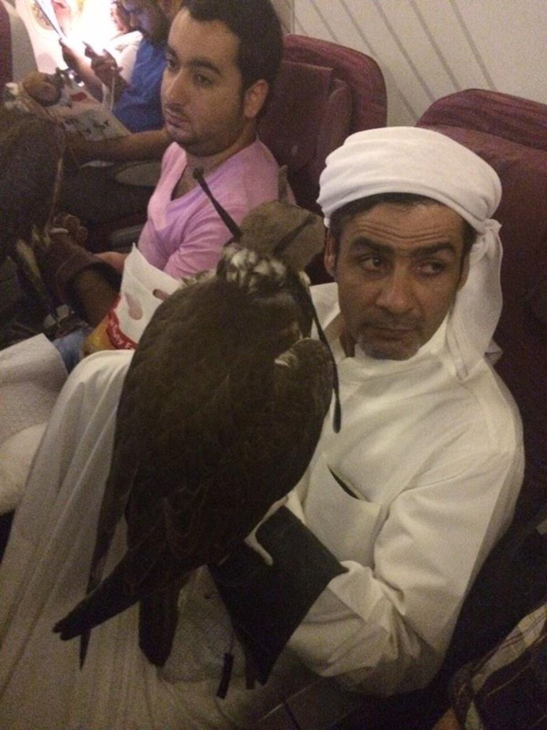 Falcons On A Plane First Class Treatment For Birds Of Prey CNN
