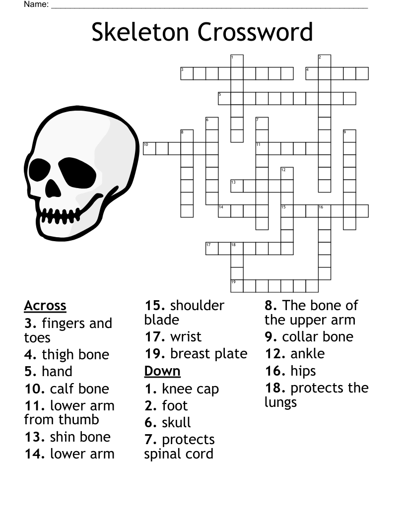 Foot Ankle Lower Leg Anatomy Crossword WordMint