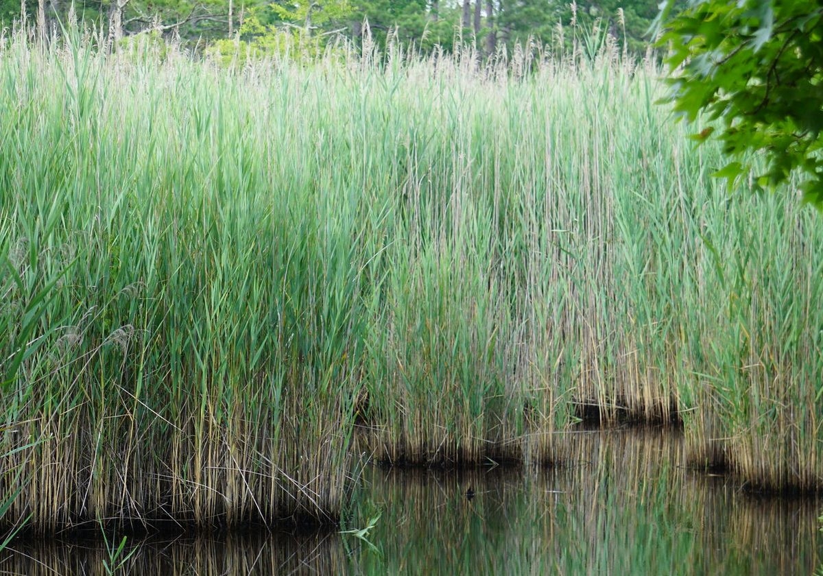 Genome Spotlight Common Reed Phragmites Australis The Scientist