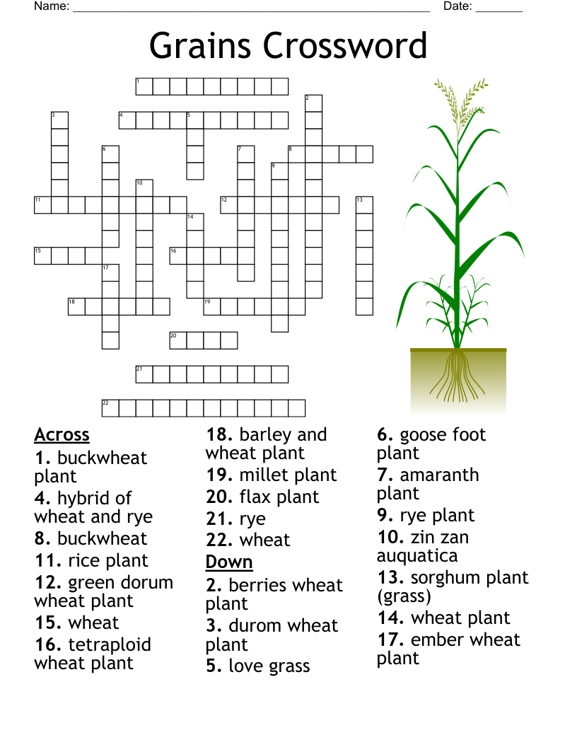 Grain Exploration Wheat Crossword WordMint Grain Exploration Wheat Crossword WordMint