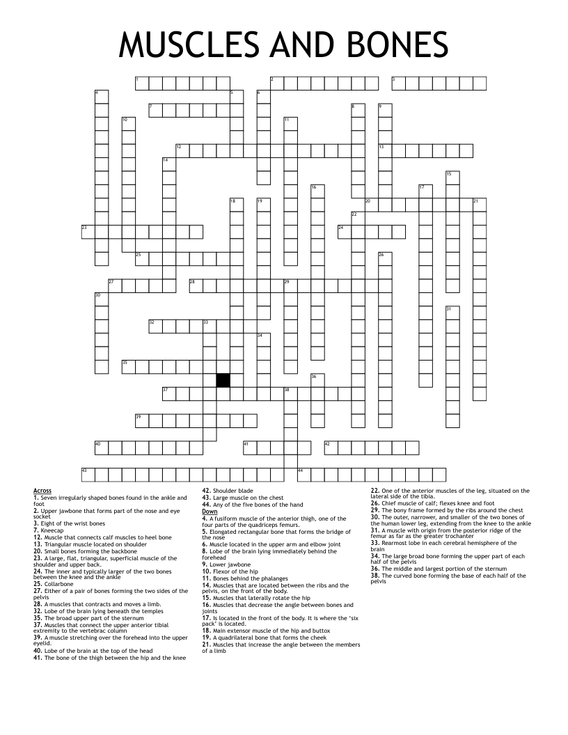 Hip And Pelvis Crossword WordMint