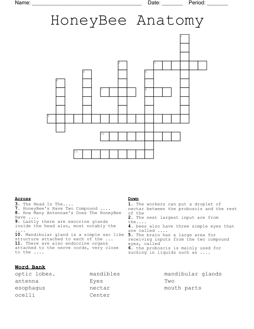 HoneyBee Anatomy Crossword WordMint