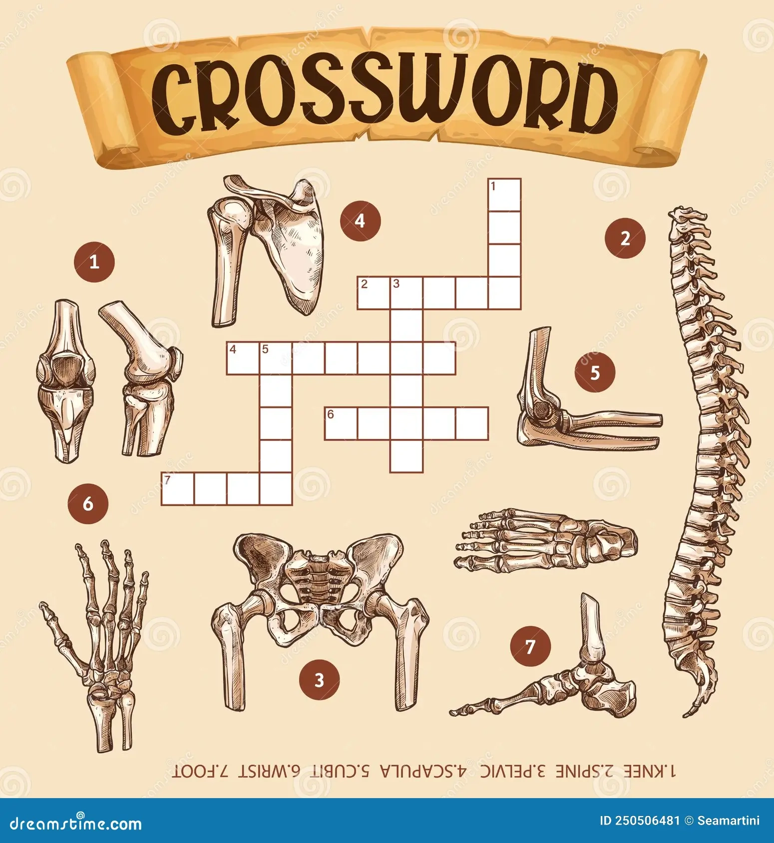 Human Bones Crossword Grid Worksheet Find Word Stock Vector Illustration Of Knee Grid 250506481