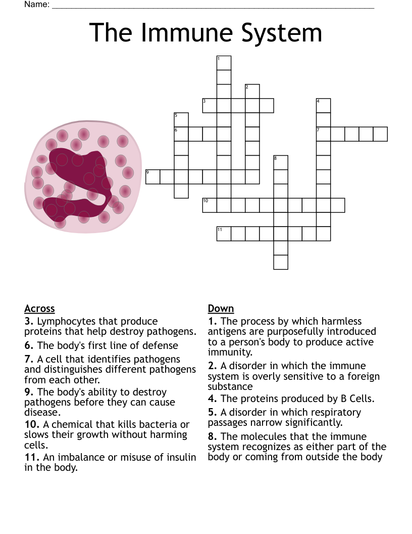 Immune System Crossword Puzzle WordMint