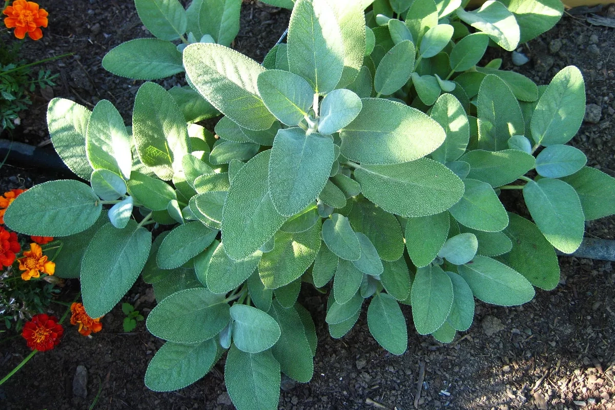 In The Garden Spice Up Your Garden With Culinary Herbs