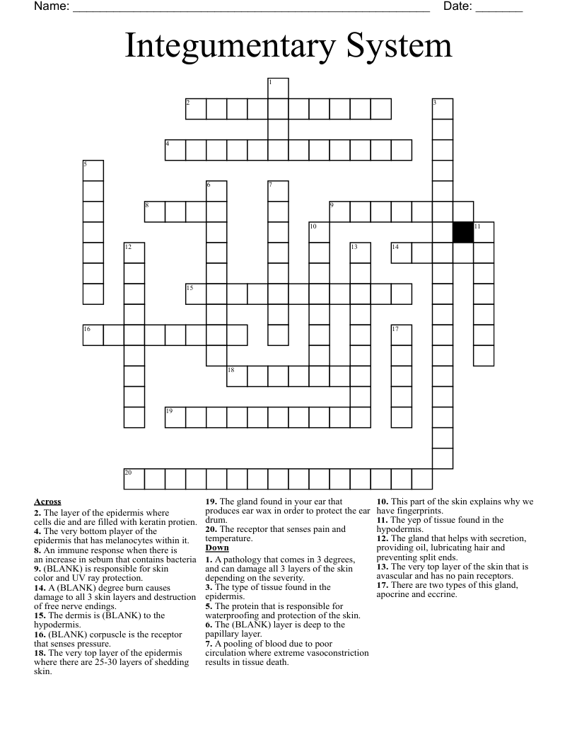 Integumentary System Crossword WordMint
