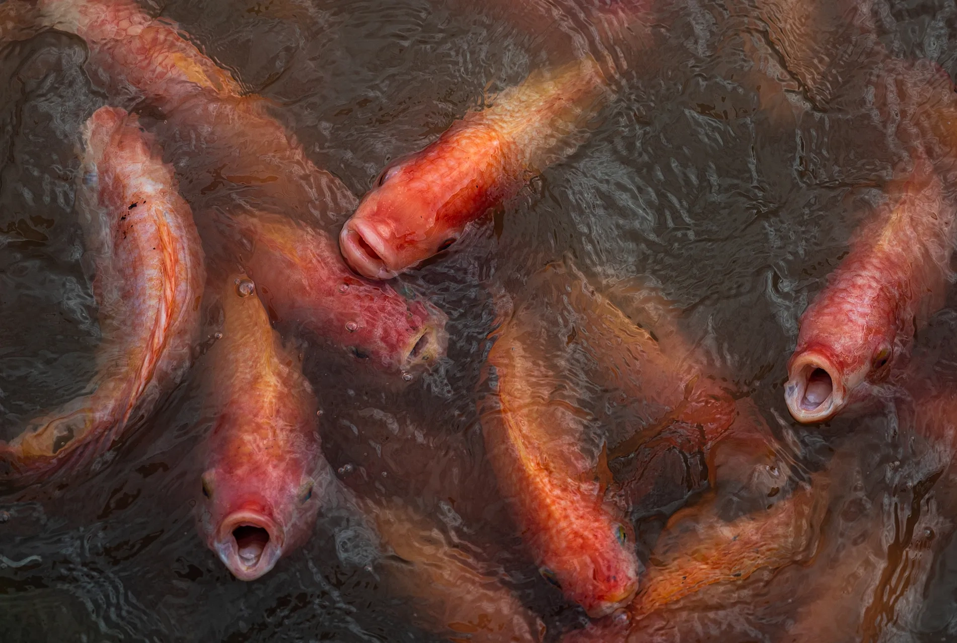Is Farmed Fish Sustainable The Sad Truth Behind A Seafood Industry Promise Vox