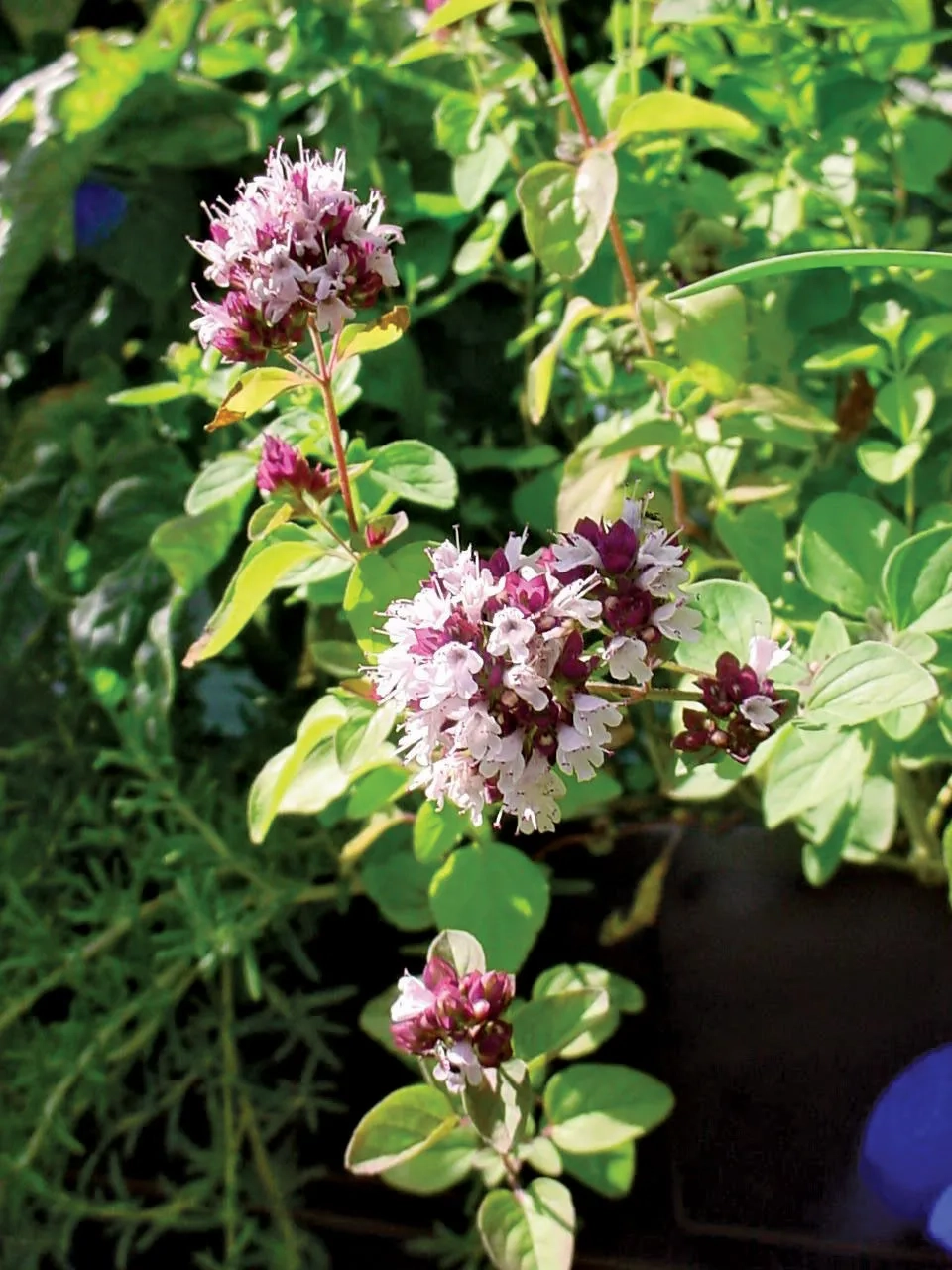 List Of Plants In The Family Lamiaceae Herbs Shrubs Perennials Britannica