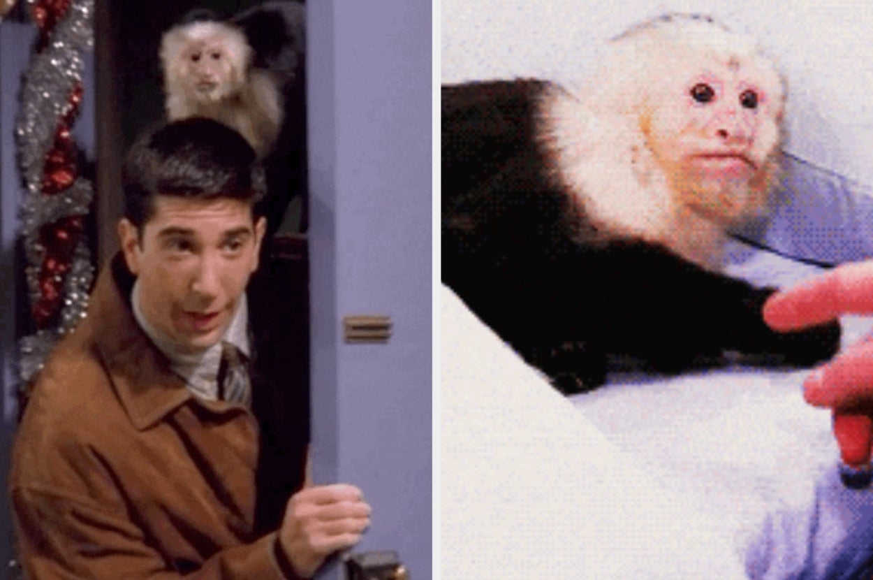 Marcel From Friends Was Cast On A New Show