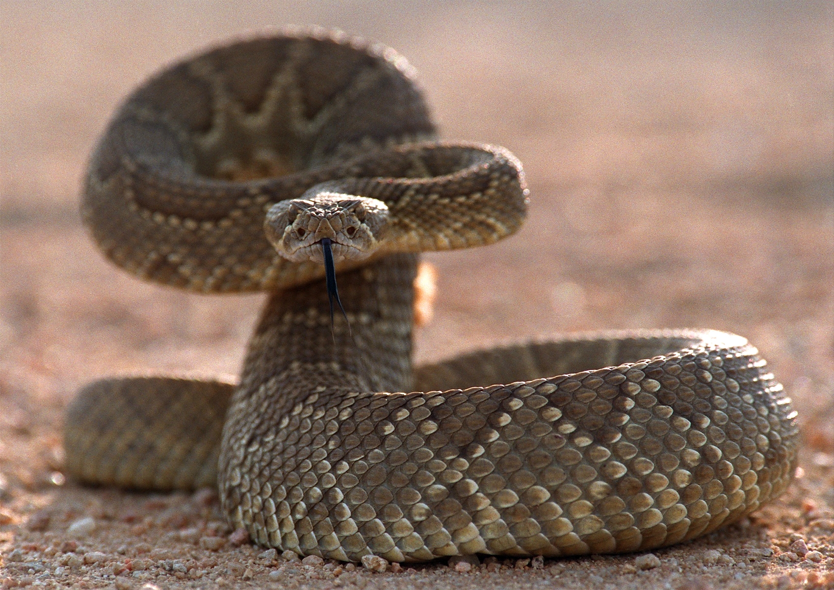 Medical Bill To Treat Snake Bite Could Be Costly For Californians KQED