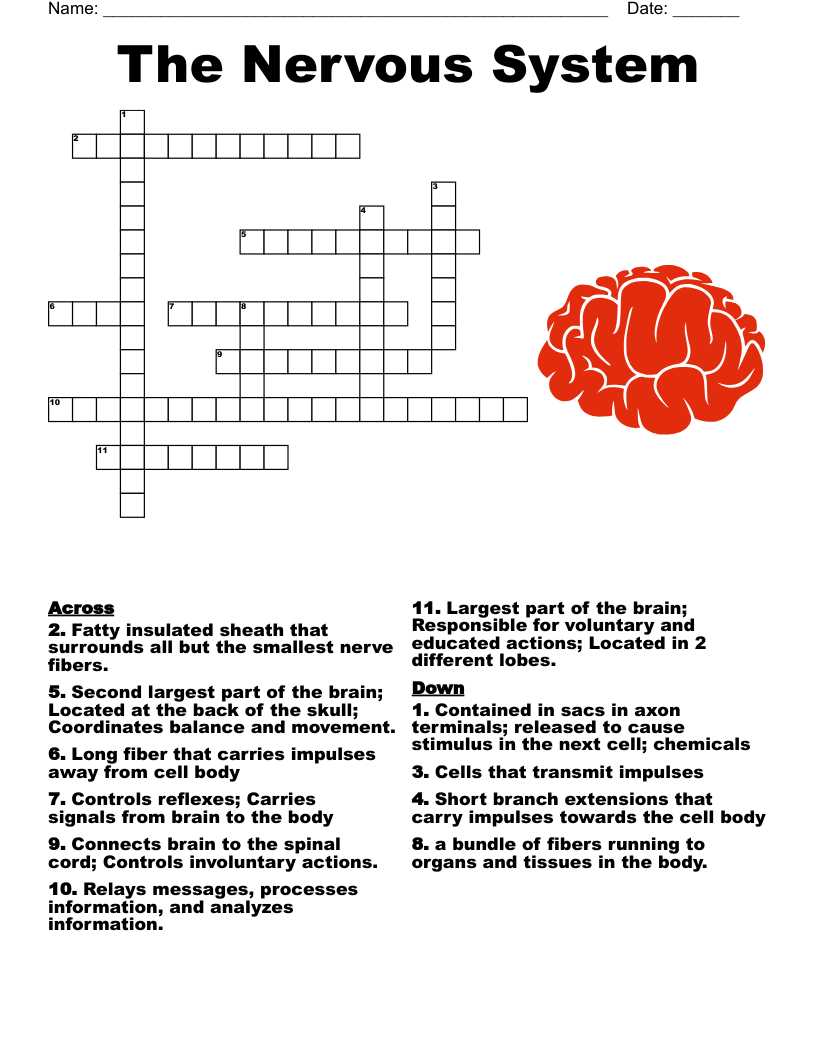 Nerve Cell Crossword WordMint