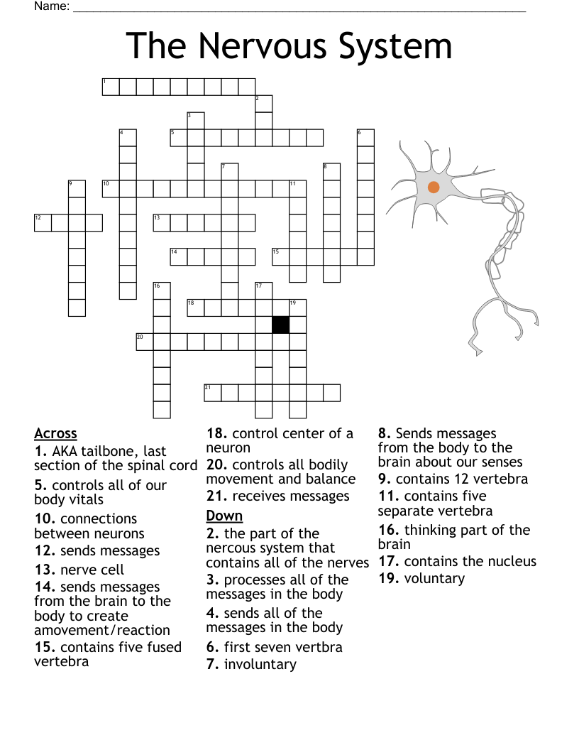 Nerve Cell Crossword WordMint