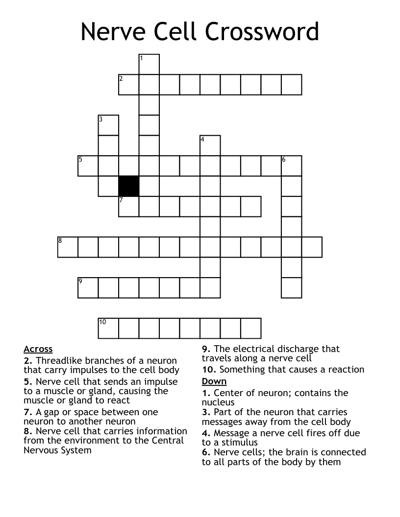 Nerve Cell Crossword WordMint