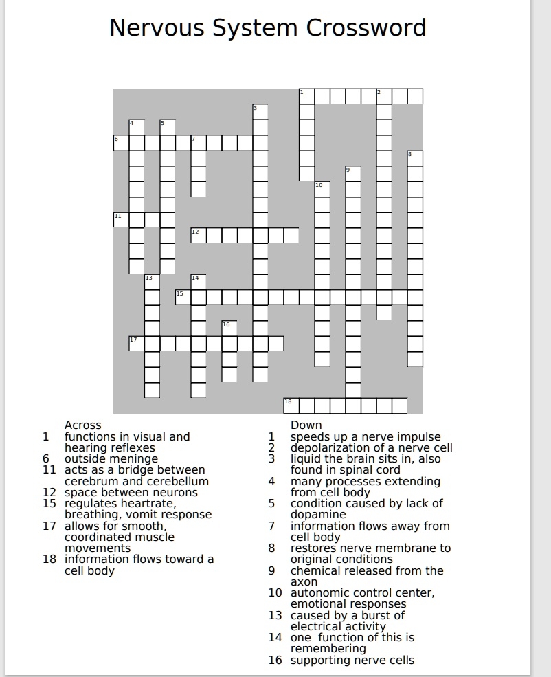 Nervous System Crossword Across Functions In Visual And 