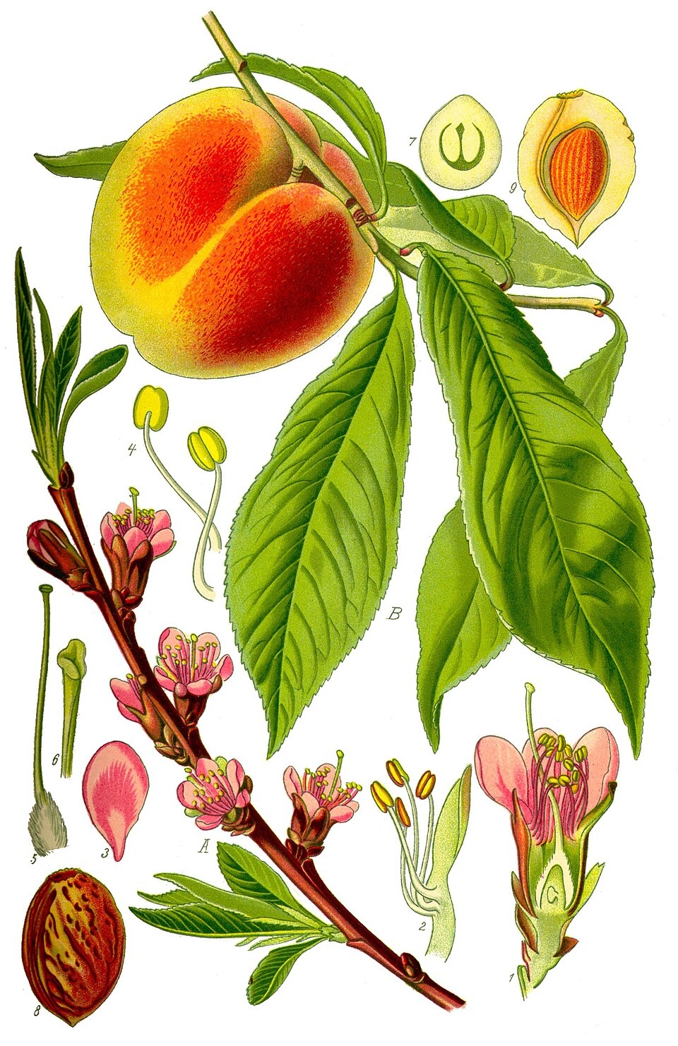 Peach Wikipedia