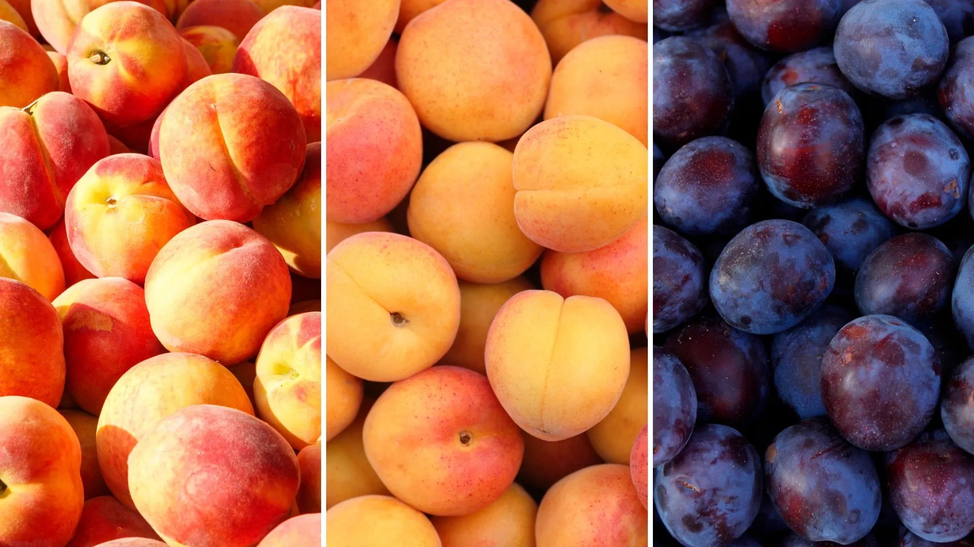 Peaches Vs Apricots Vs Plums 2026 Incredible Stone Fruit Guide