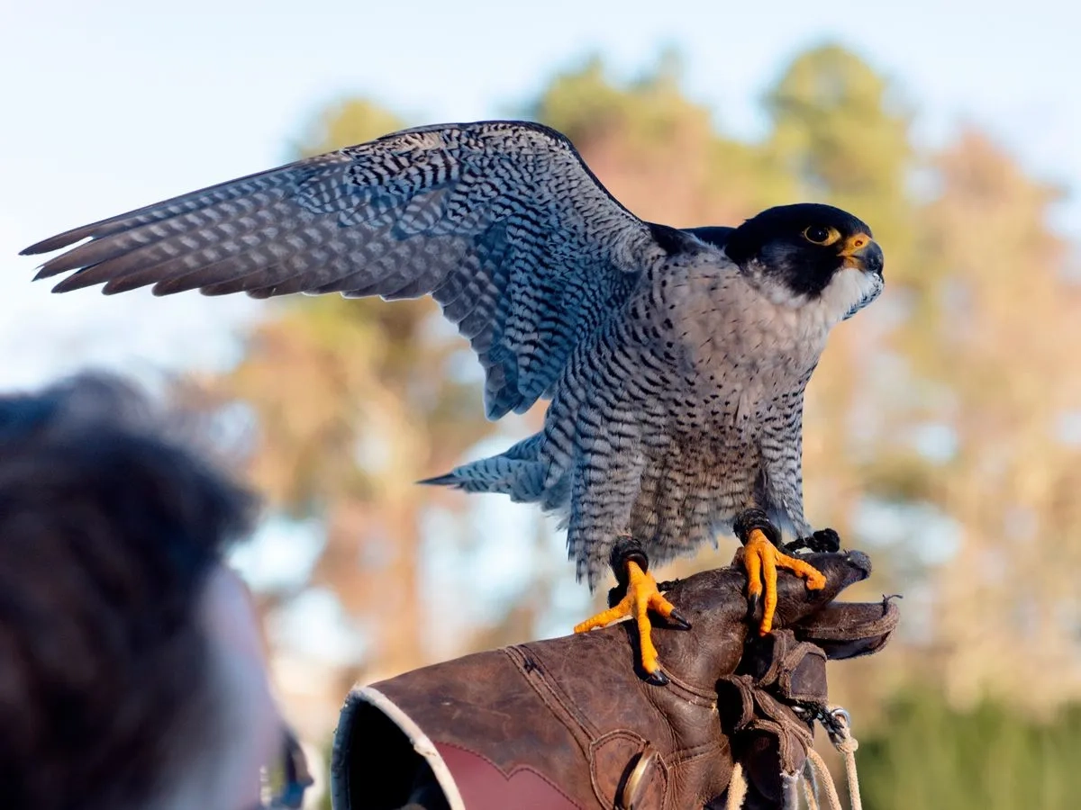 Peregrine Falcon Settles Into Life At Perthshire Five star Hotel Daily Record