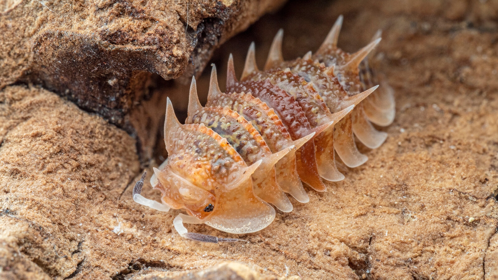 Pillbugs Are Getting Top Dollar Online Poachers Have Noticed The New York Times