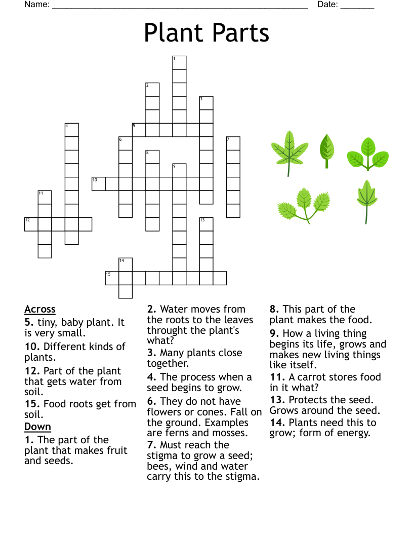 Plant Vocabulary pgs 122 125 And 132 135 Crossword WordMint
