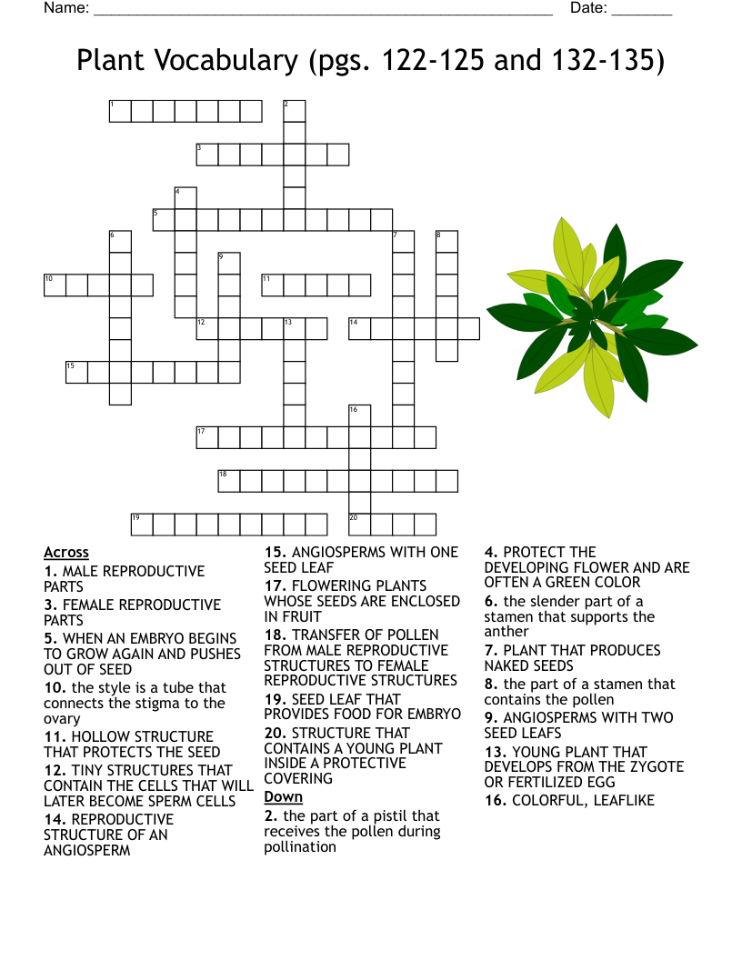 Plant Vocabulary pgs 122 125 And 132 135 Crossword WordMint