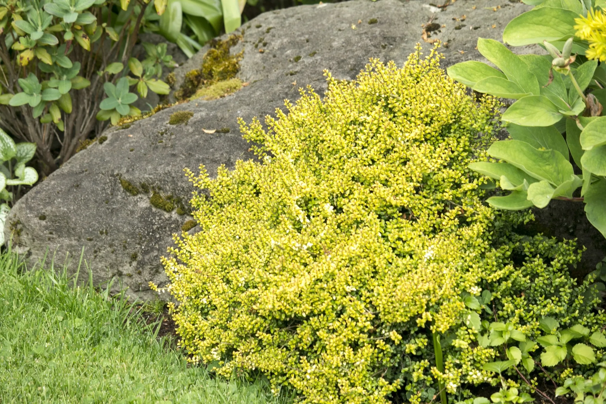 Slow growing Low maintenance Dwarf Shrubs That Thrive In Small Garden Spaces The Seattle Times
