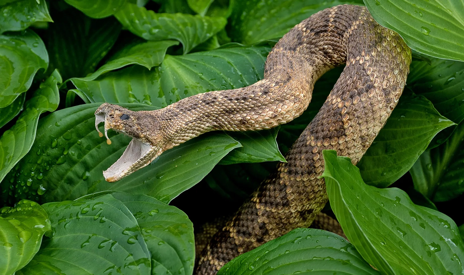Snake Bites Don t Let These Cases Rattle You IndeVets