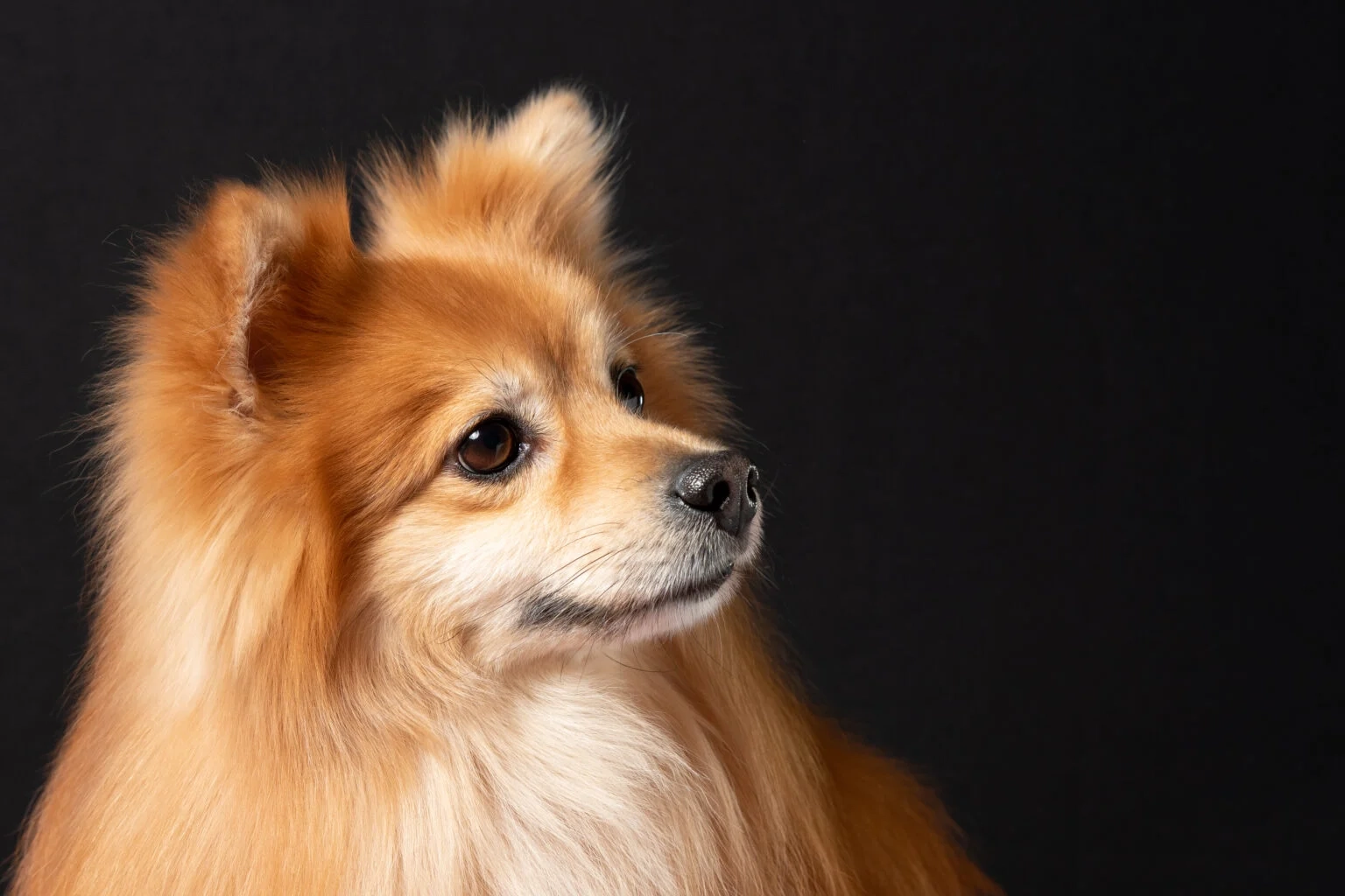 Spitz Type Dog Crossword Hot Need To Find Home For Dog Top Sale Looking For A Spitz Type Dog Crossword Hot Need To Find Home For Dog Top Sale Looking For A