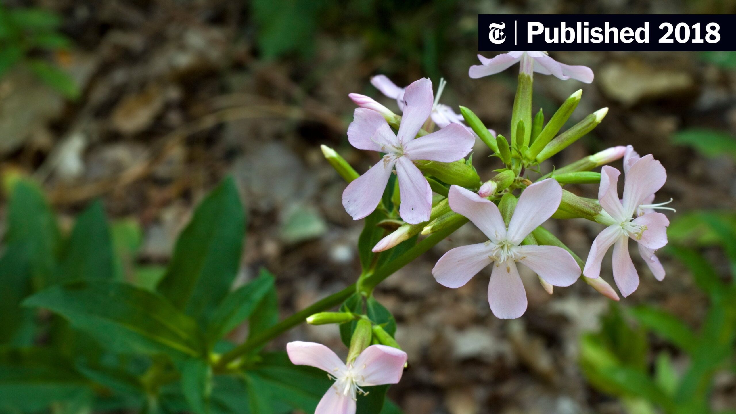 That Laundry Fresh Scent Of Wild Soapwort The New York Times