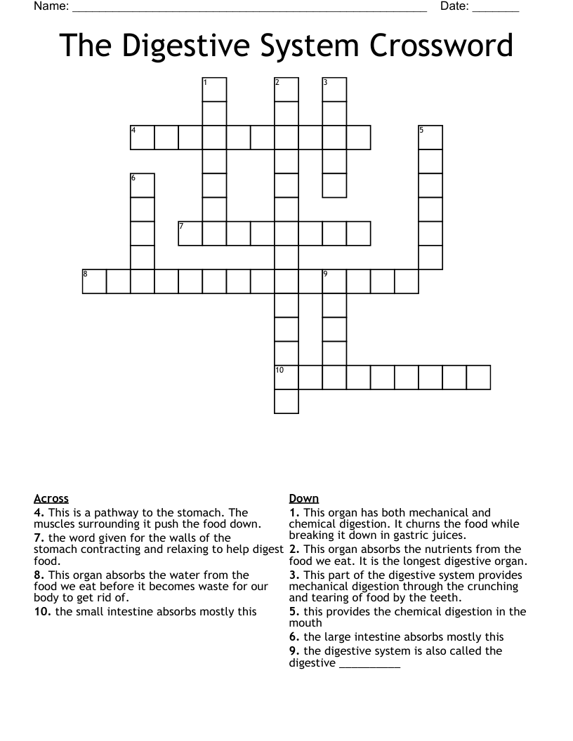The Digestive System Crossword WordMint