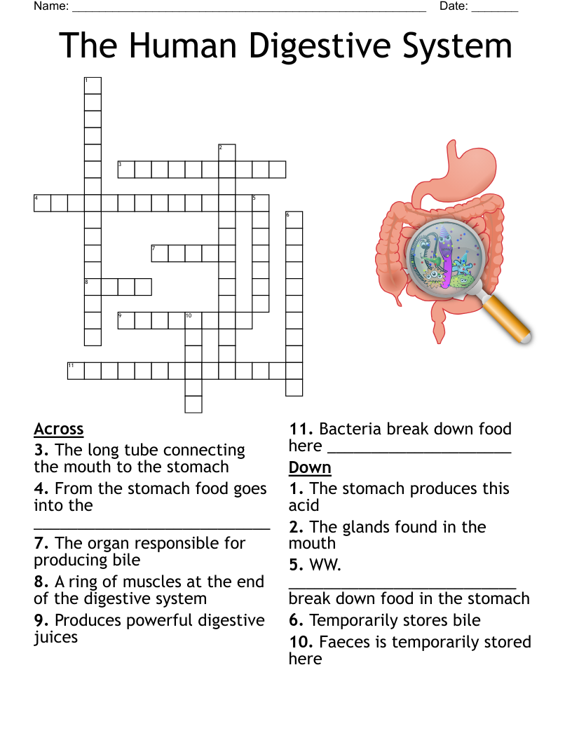 The Human Digestive System Crossword WordMint