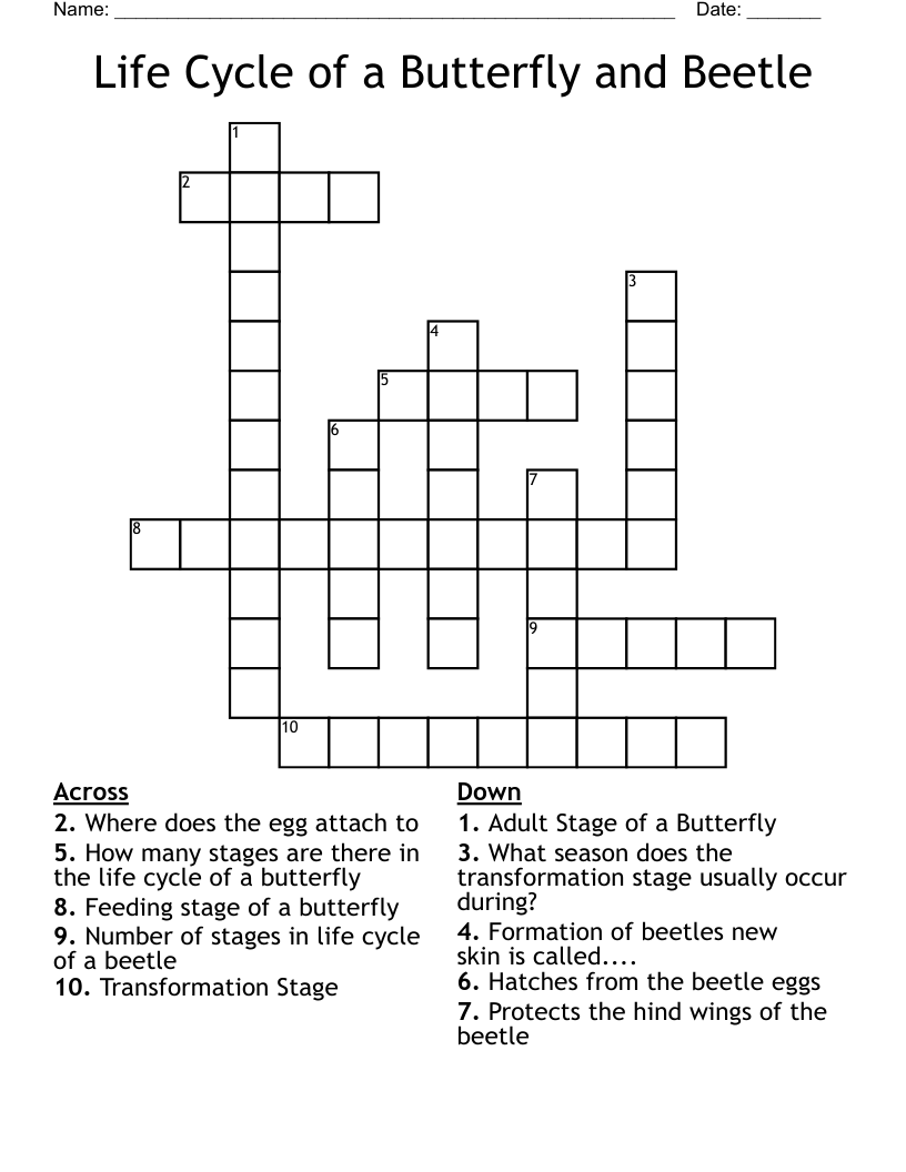 The Lifecycle Of A Butterfly Crossword WordMint